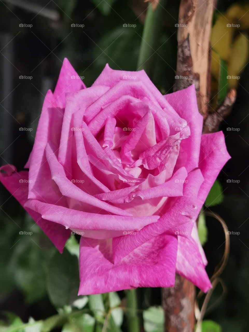 pink rose