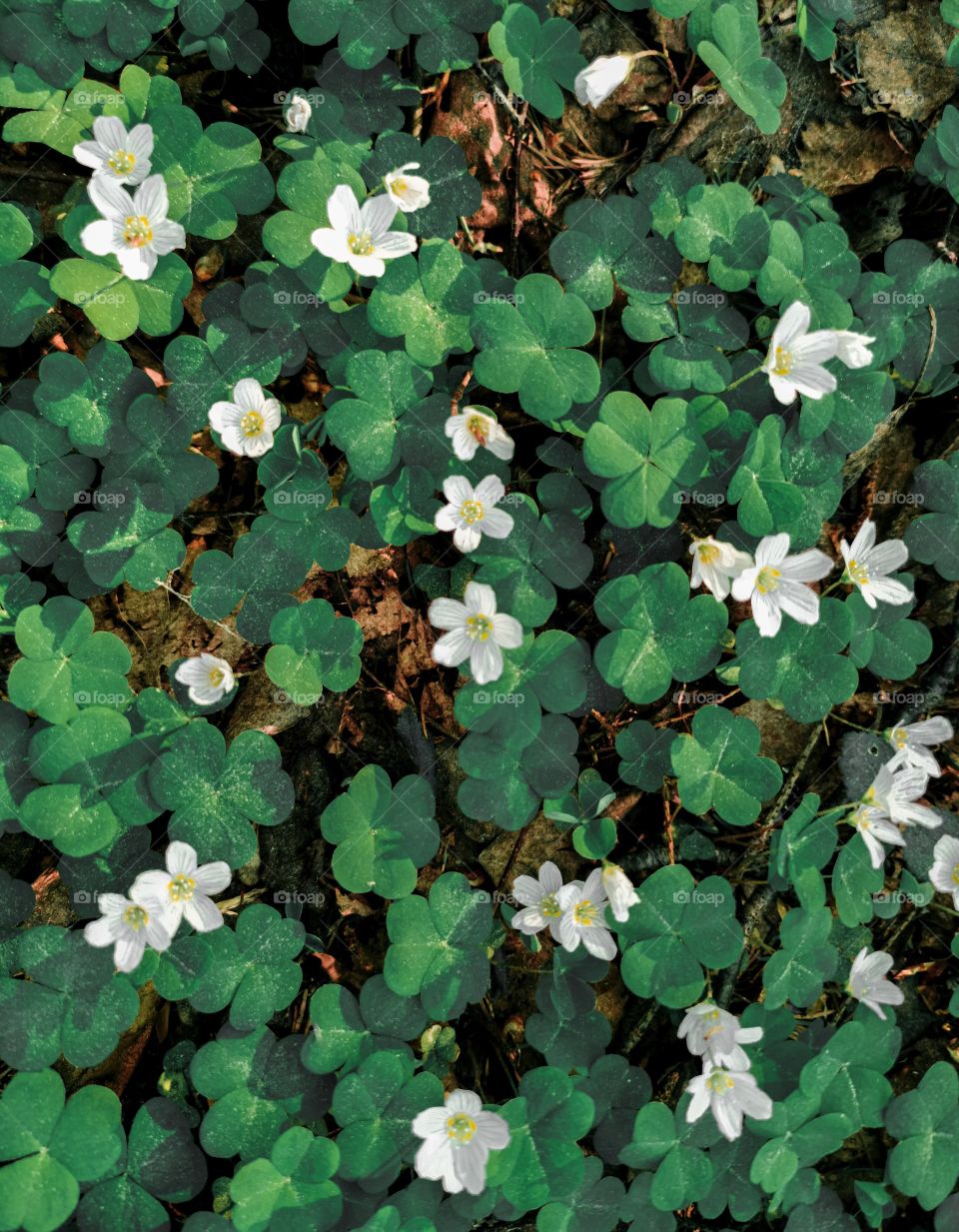 Oxalis flowers and leaves from above