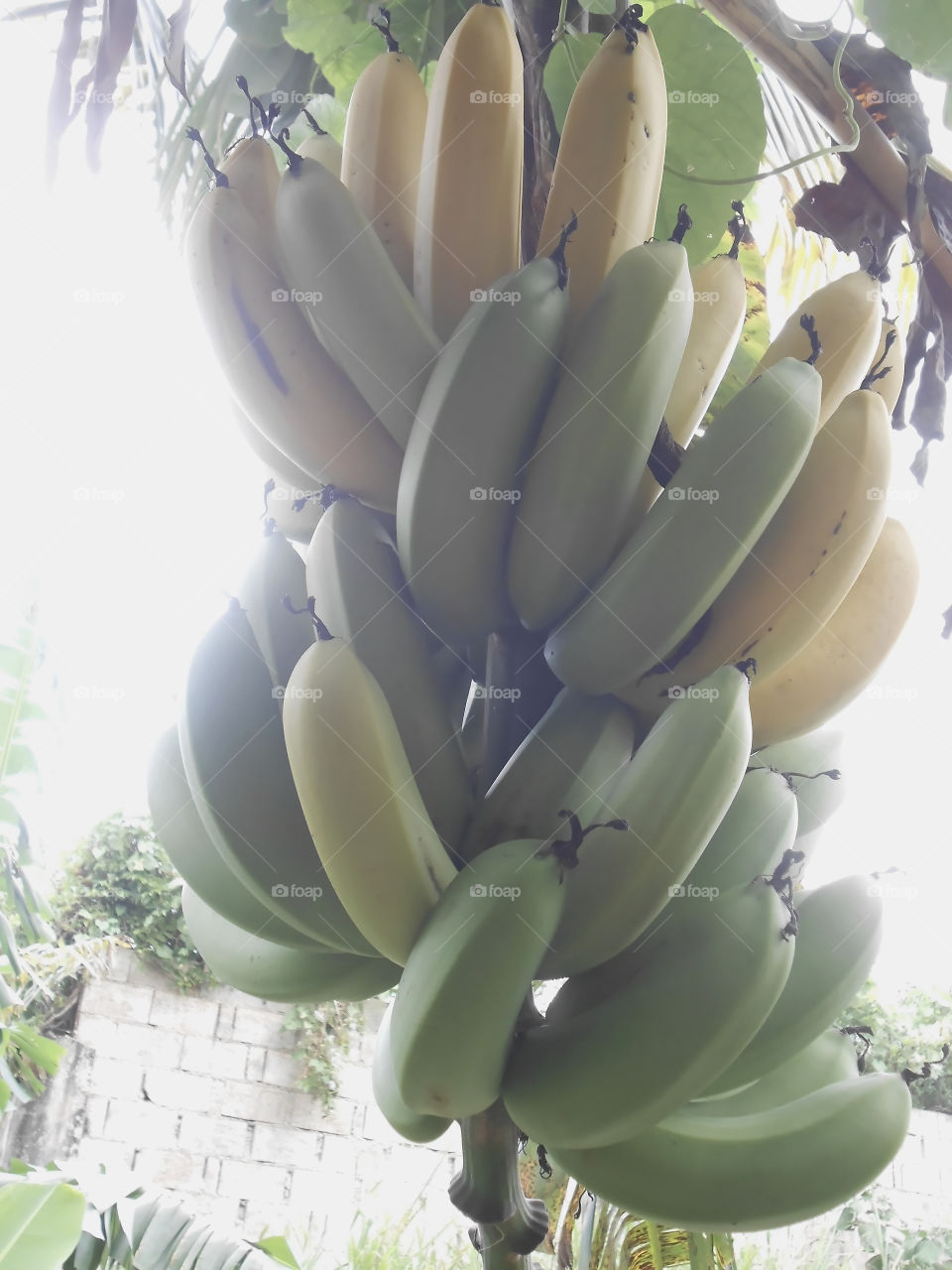 Close-up Banana Bunch