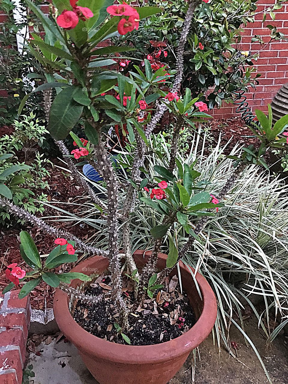 This is a crown of thorns plant which you can tell by the spiny thorns that cover their stems. They are very prickly but produce a wonderful red flower 