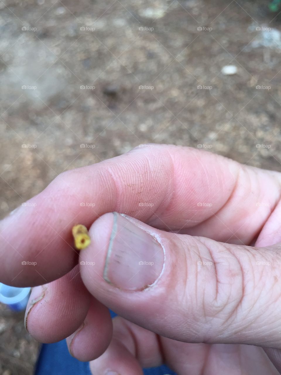 Tiny yellow stem of a mushroom found in mulch beneath an oak tree in Northeast GA