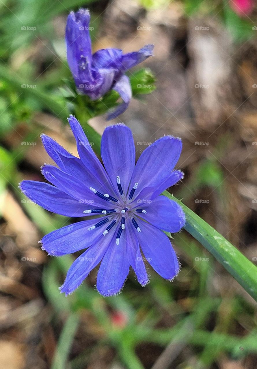 la flor azul