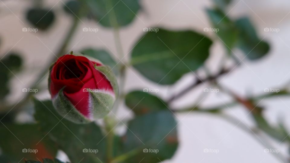 Rose bud