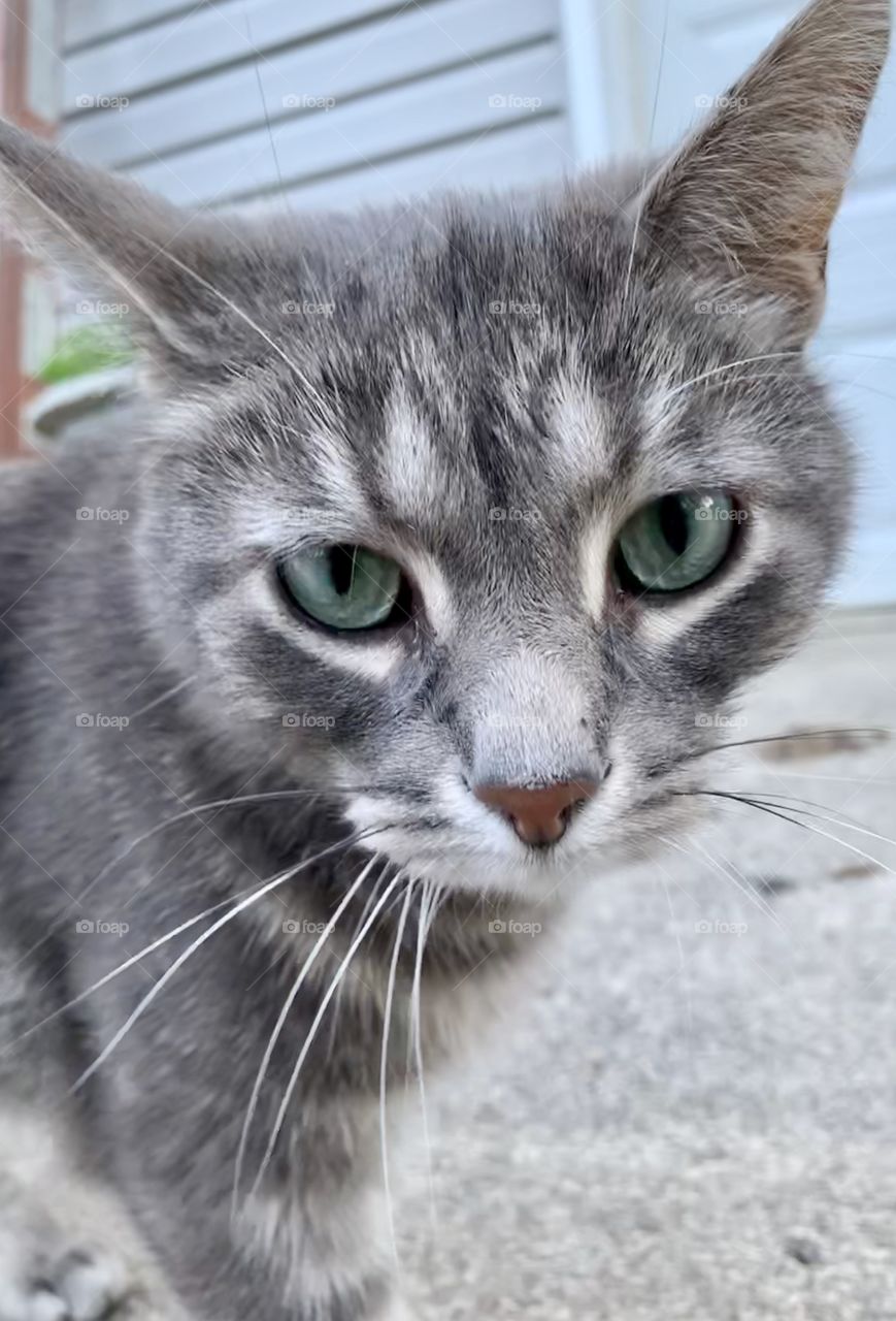 Close up shot of a cute, gray cat