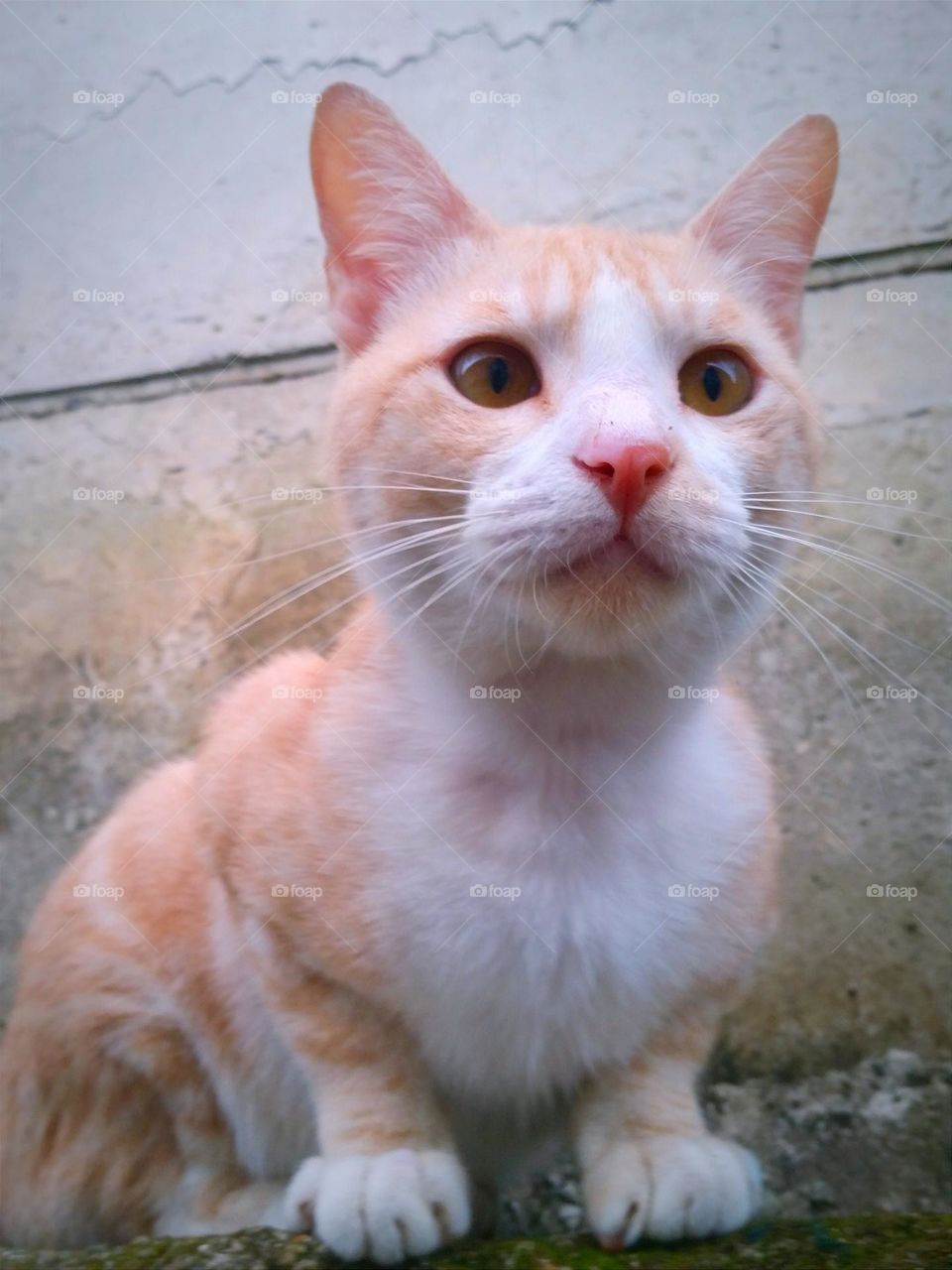 Male cat with concrete wall as background...