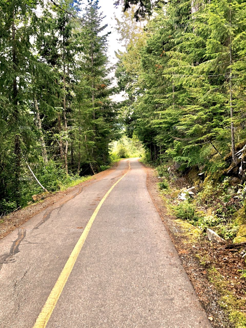 A cycling path through a lush evergreen forest 