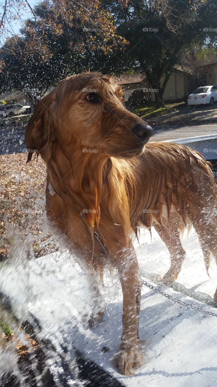 Golden Retriever getting wet. Washing my dog Zeus in the bed of my truck.