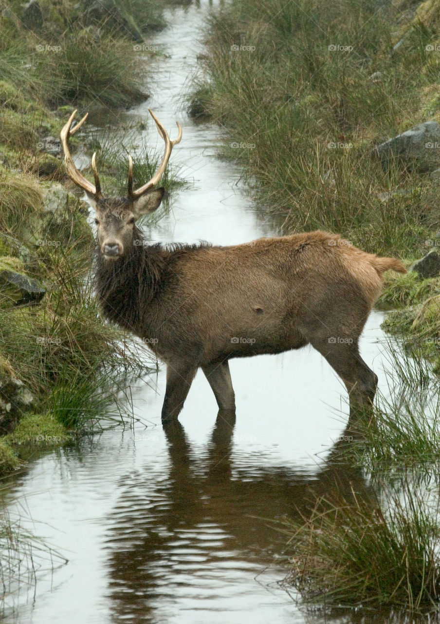 Red deer in a creek in the woods in Sweden.