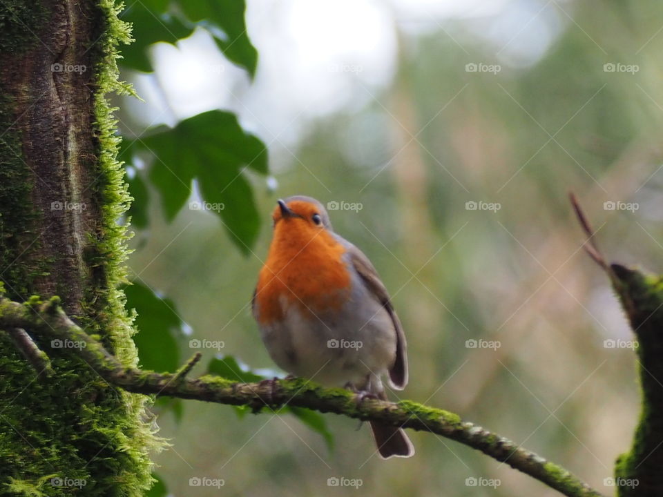 robin the bird