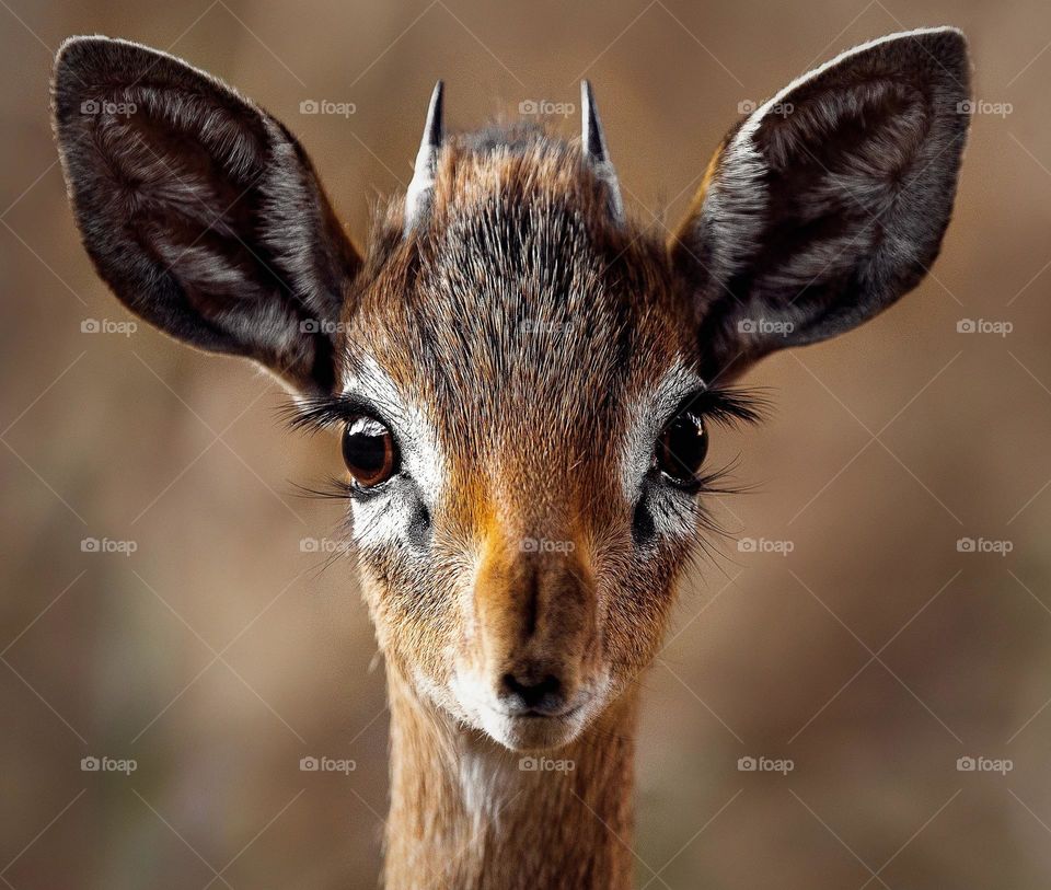 Salt's dik-dik is a small antelope found in semidesert, bushland, and thickets in the Horn of Africa, but marginally also in northern Kenya and eastern Sudan. It is named after Henry Salt.