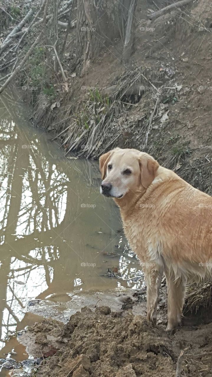 Labrador by pond