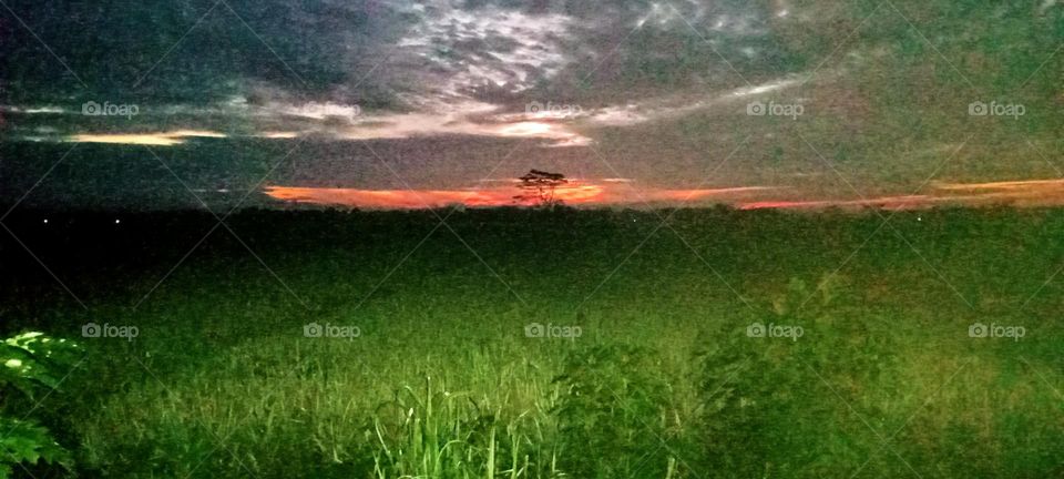 Rice field in a village