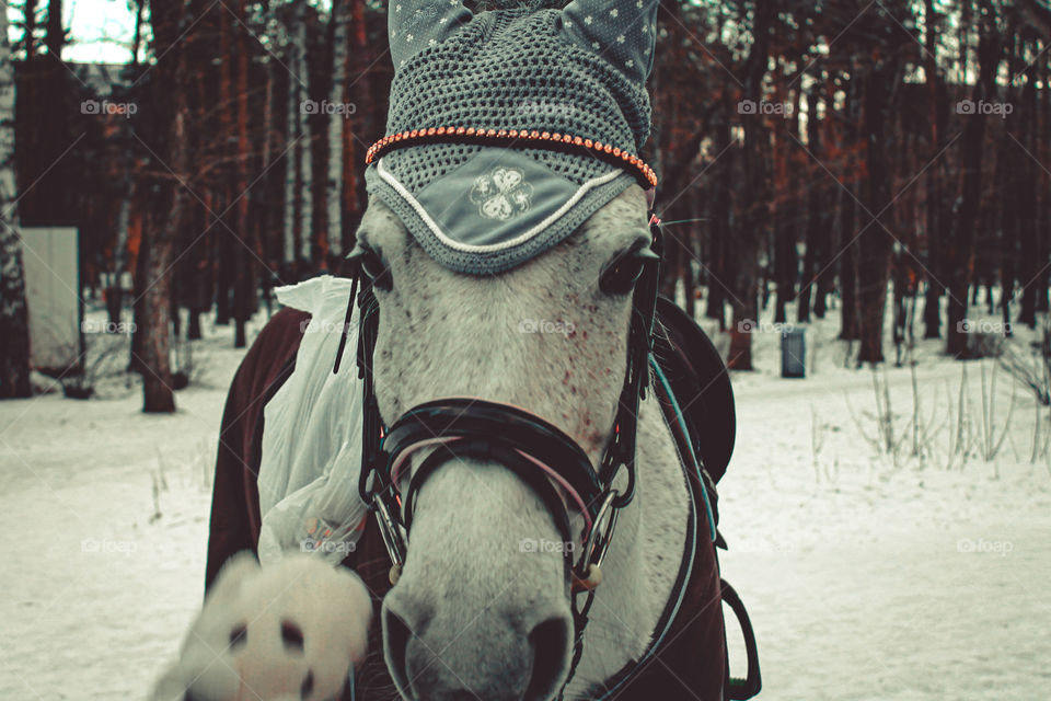 Charming horse