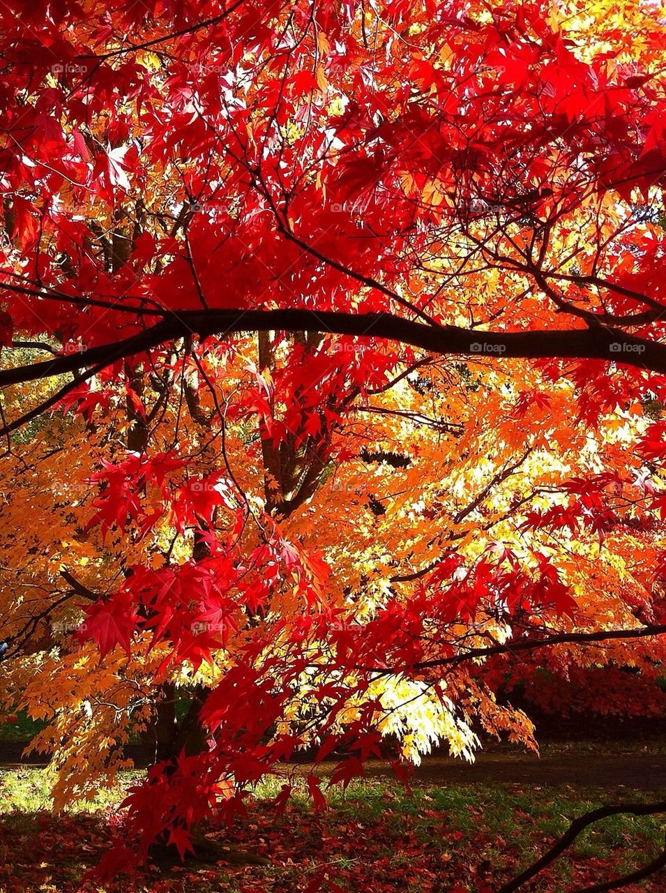 Westonbirt Arboretum