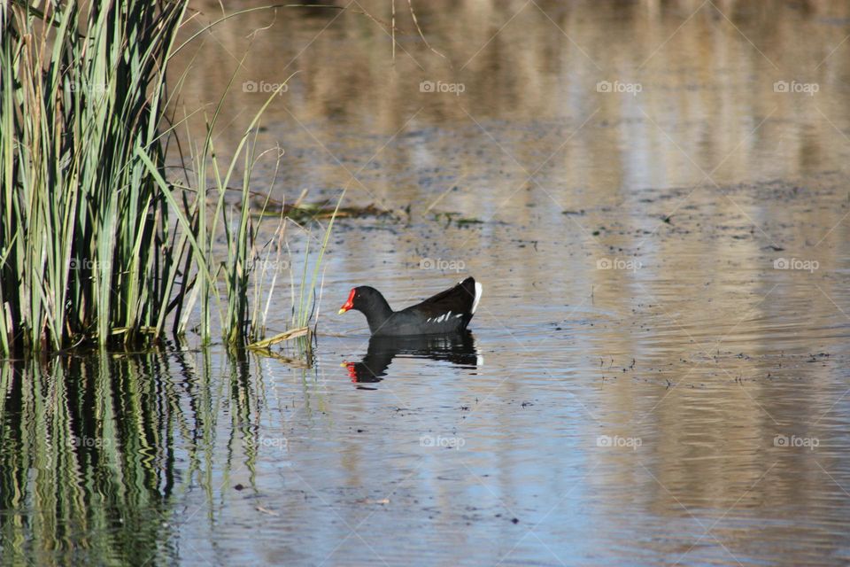 Red-knobbed coot