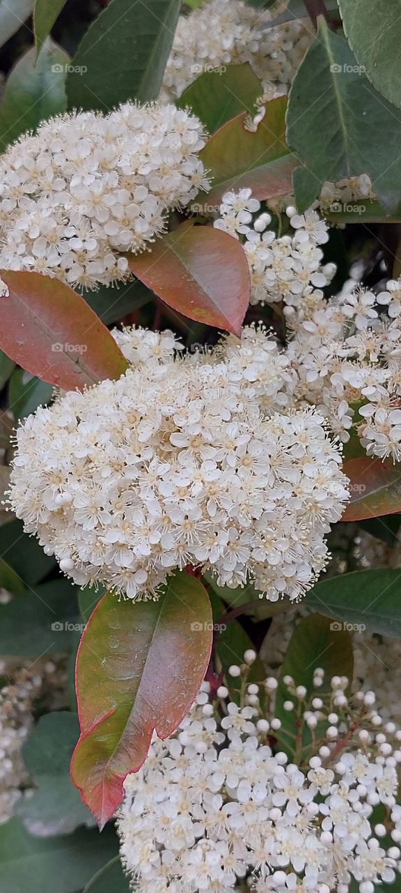 white flowers