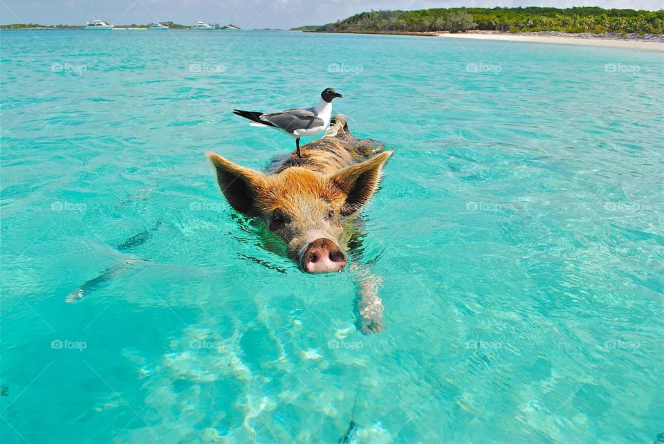 pig and bird besfreind swim on the sea