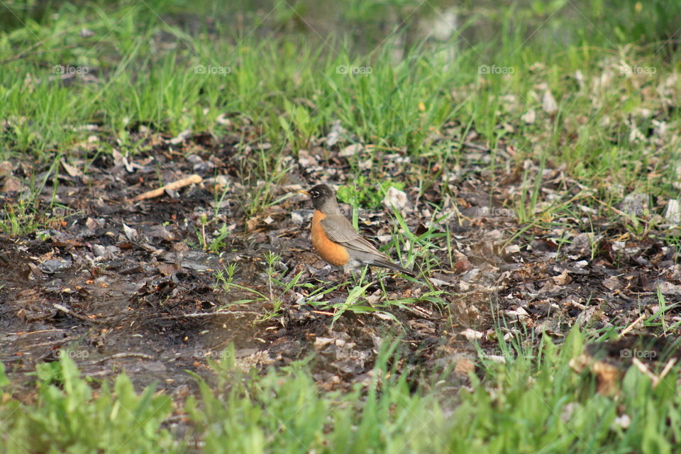 Robin on the ground