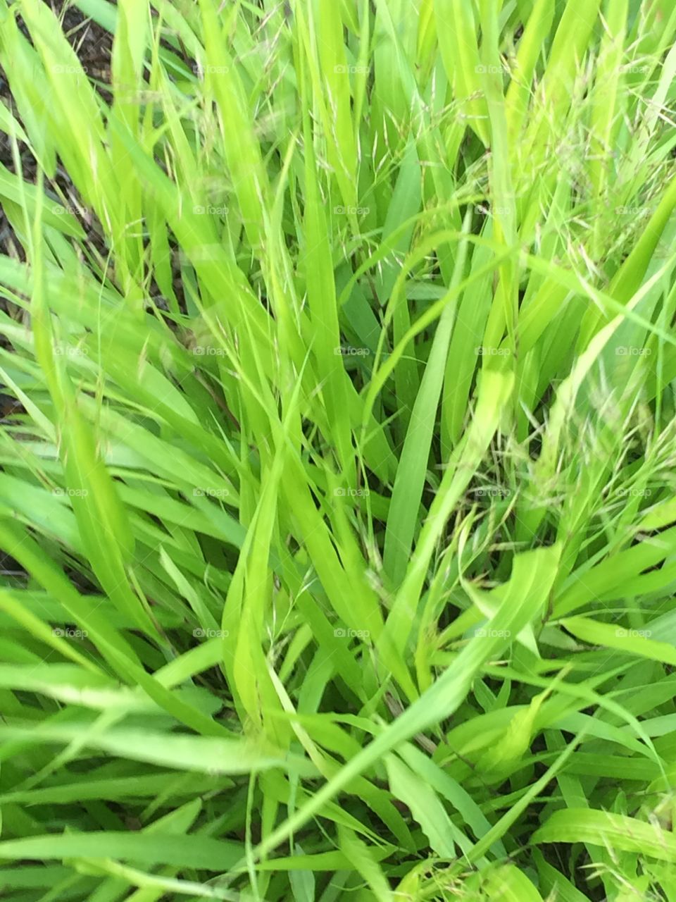 Grass
