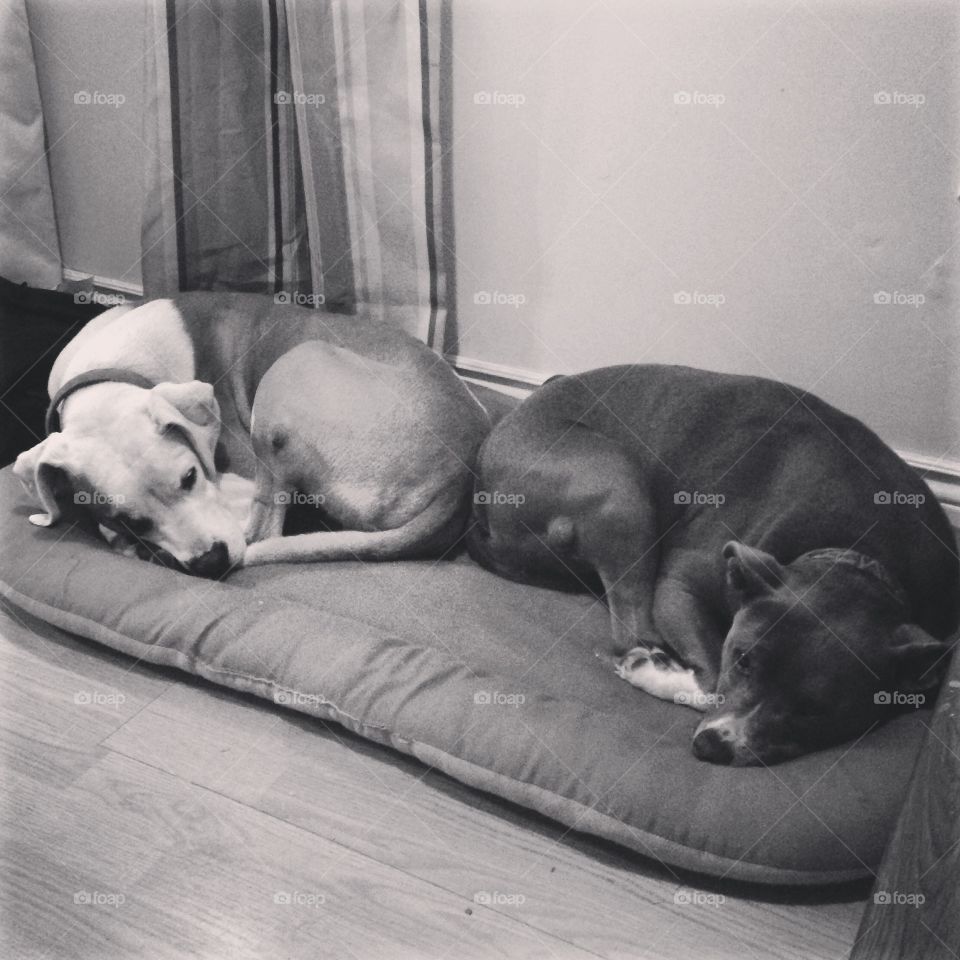 Dogs. Sleeping