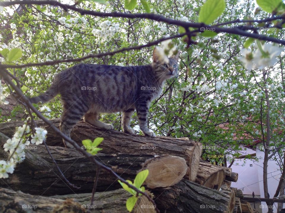 The gray cat is standing on a wood log, under the cherry tree which is in bloom.