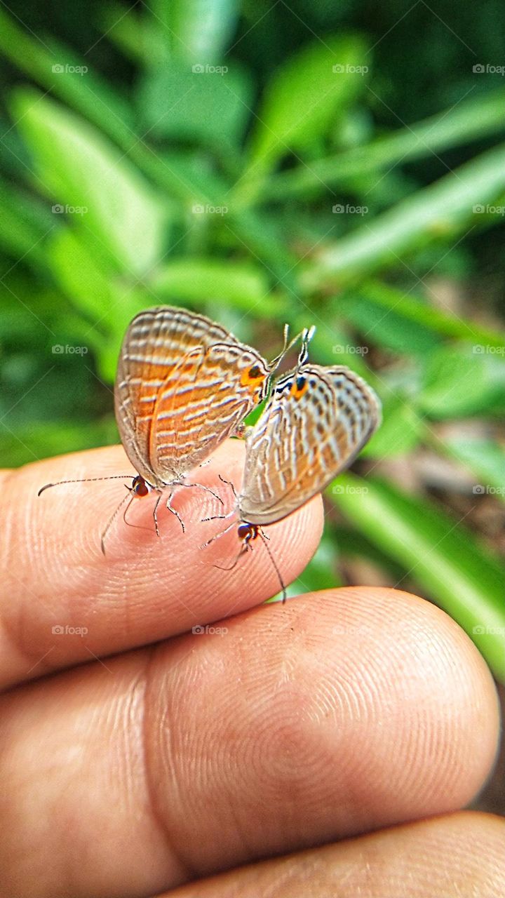 A pair of tiny butterflies on the fingers