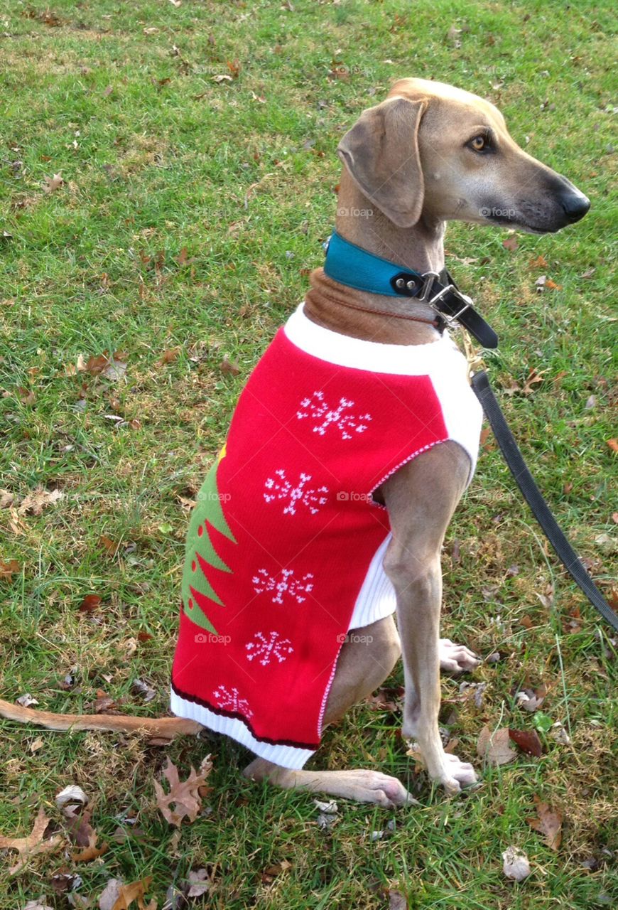 Dog in Christmas Sweater