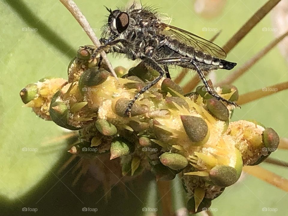 A fly on cactus plant 