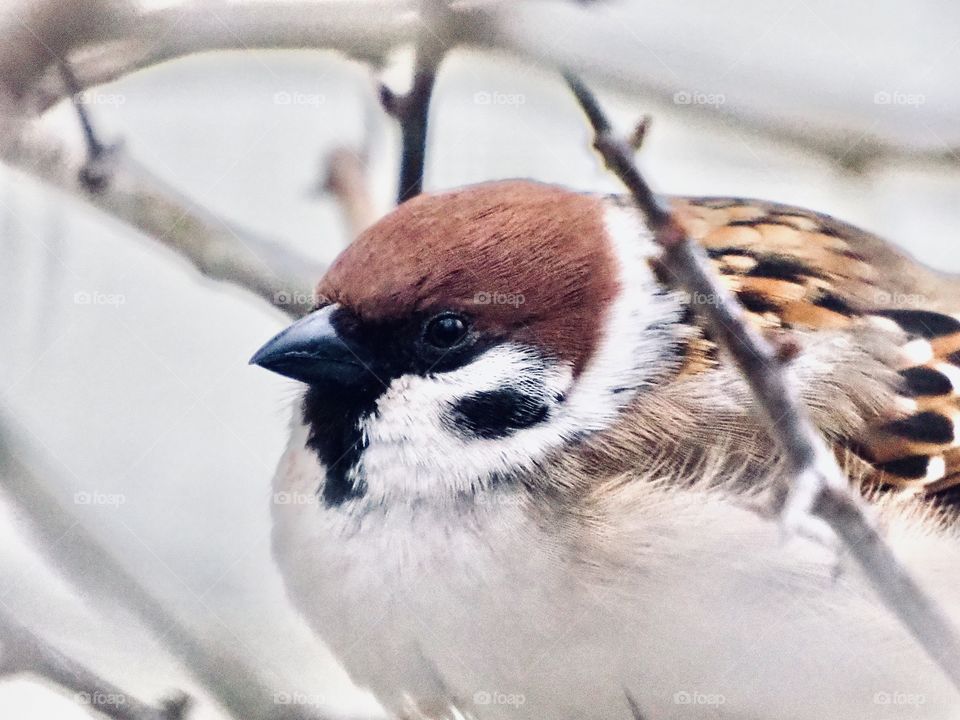 Sparrow