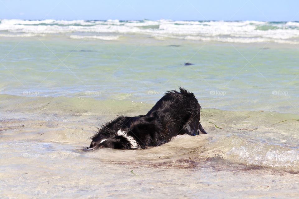 Border collie at in ocean at beach with head buried in the sand and water