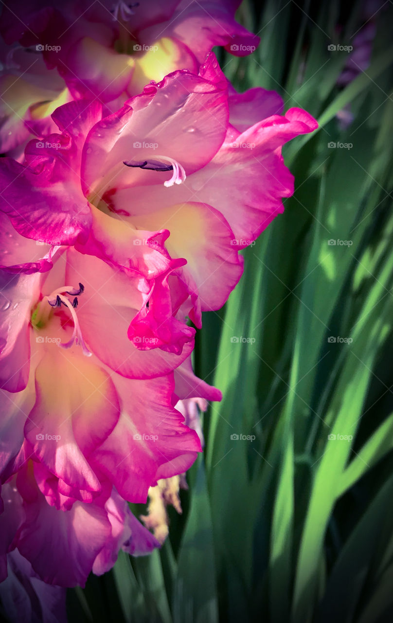 Majestic magenta iris 