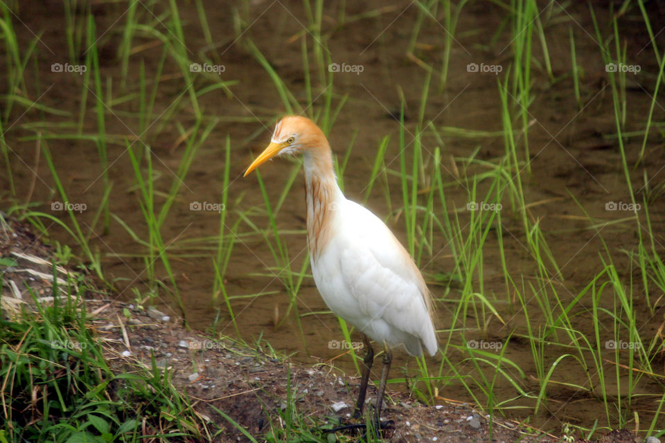 egret