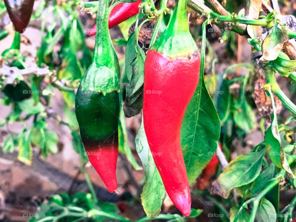 Chile chilli pepper bush plant fruit