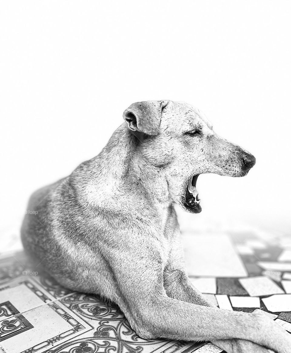 Animal photography - Dog - Pet - High Contrast 