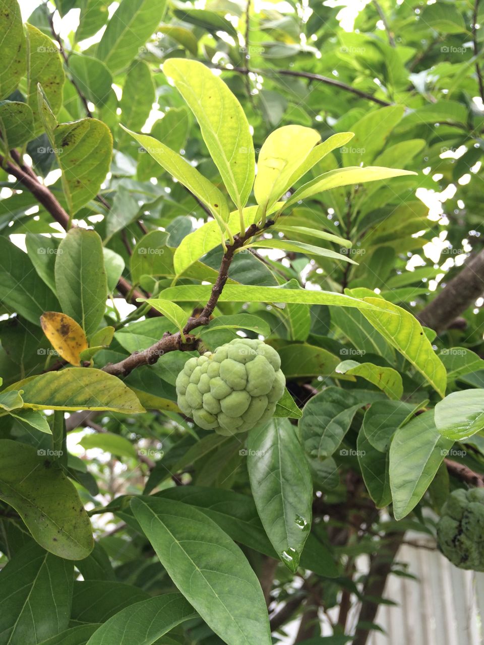 Custard-apple growing on tree