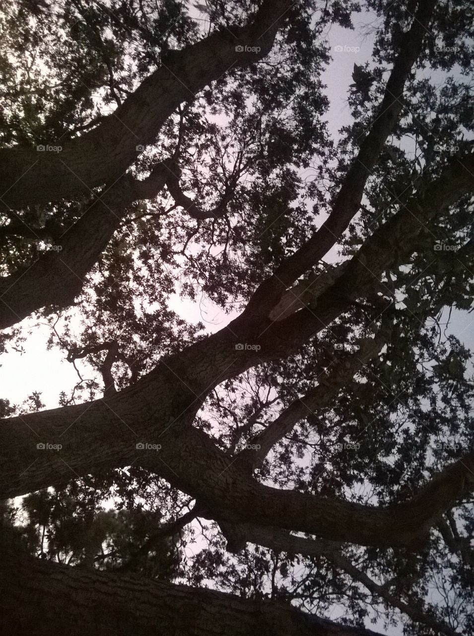View of the Sky Through Tree Branches. The sun was setting.