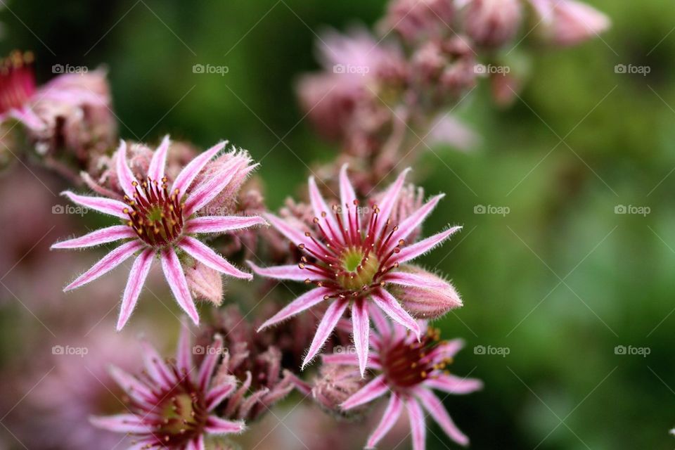 Sempervivum pink flowers