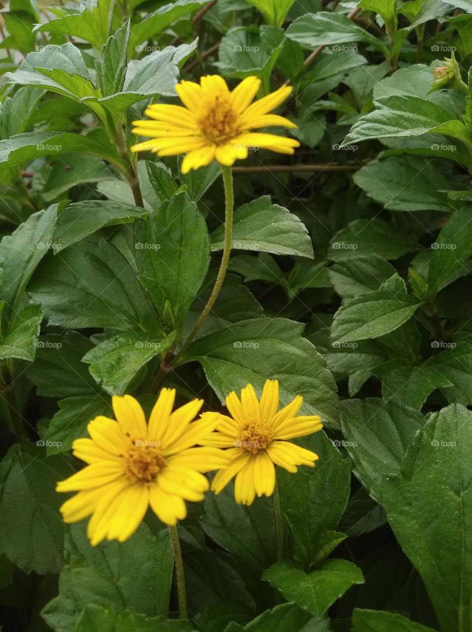 yellow flower seasonal fresh shurb small size looks very beautiful generally found everywhere