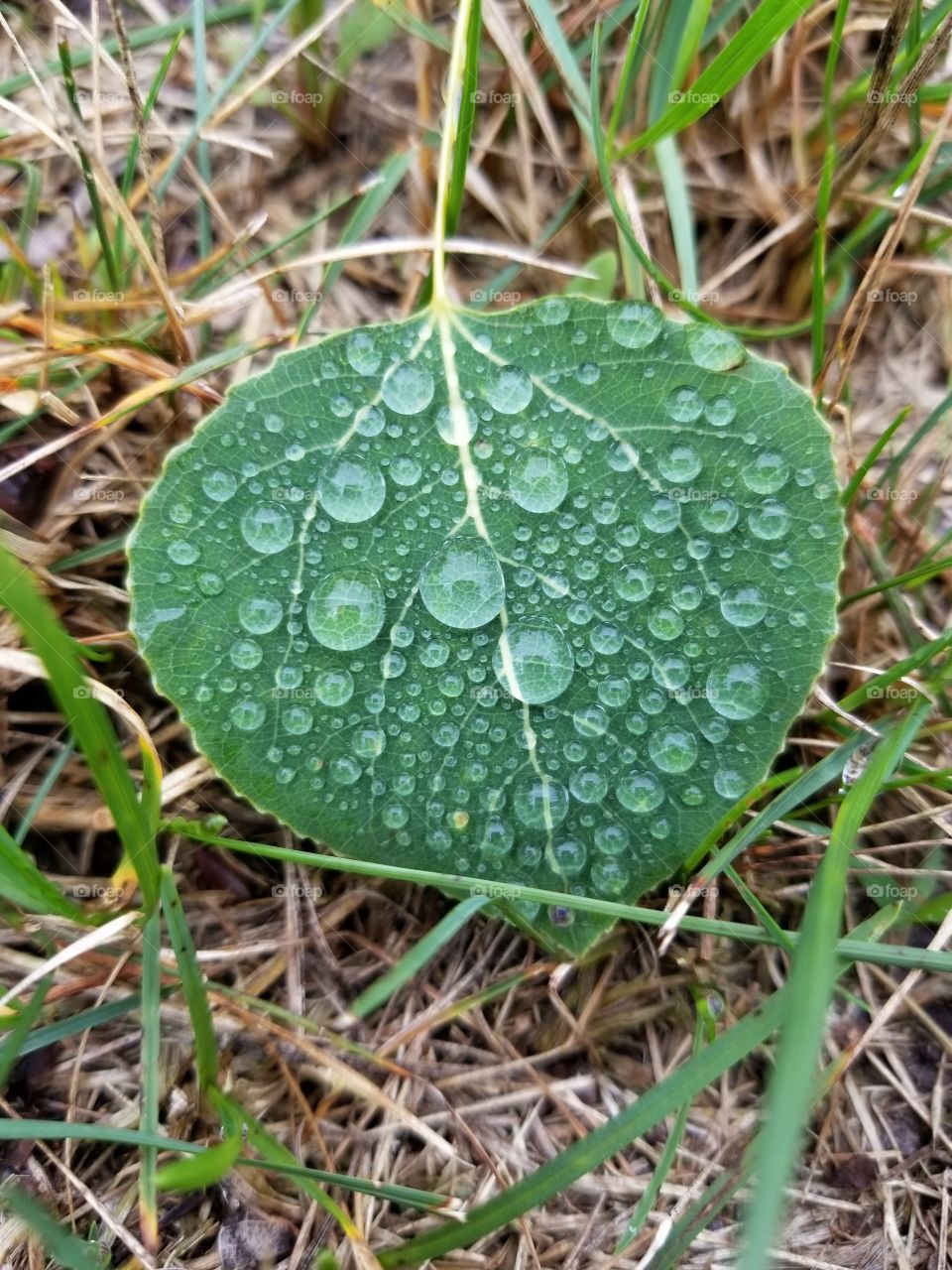 A leaf sitting peacefully in nature after a soft rainfall in the summertime.