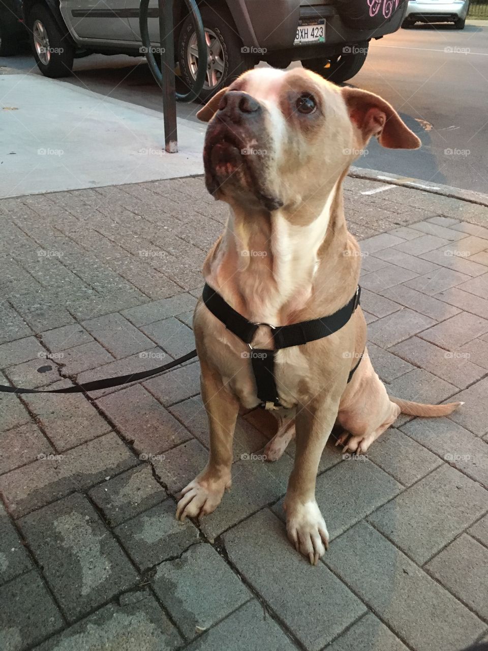 Pit bull mix rescue from human society .... hanging out downtown Lexington ky......best friend 