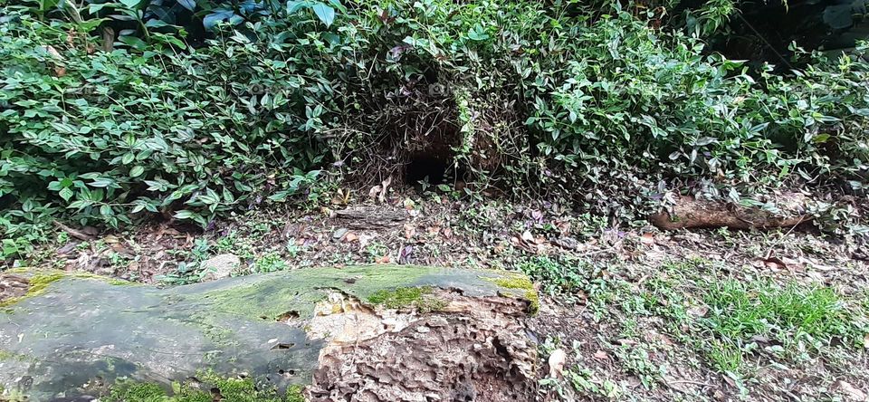 Jardim Botânico de Santos