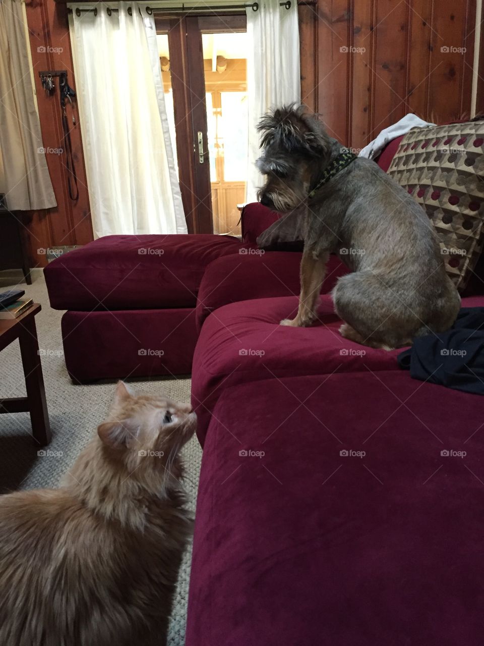 Rocco hoping his brother will join him on the couch and Mr. Piddles deciding if there's enough room for them together. 