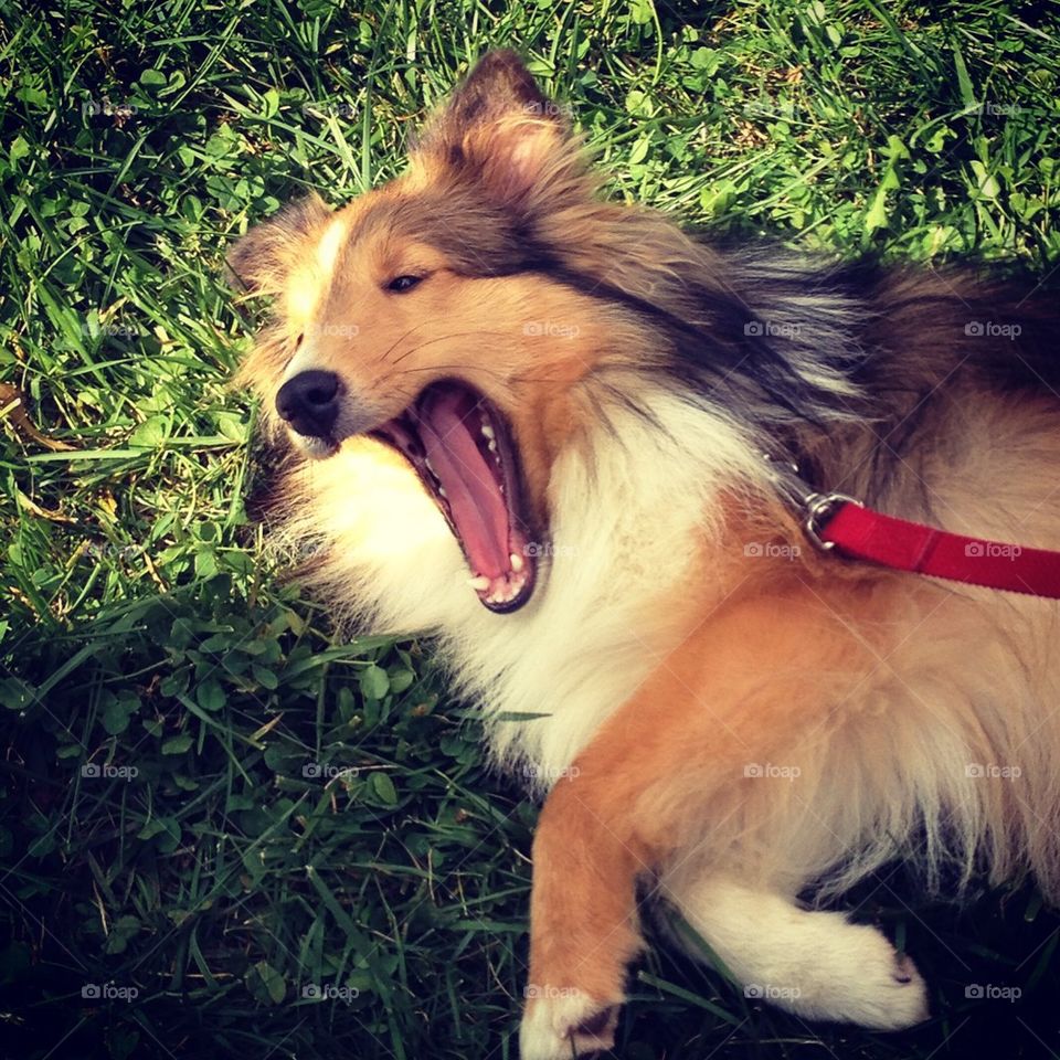 Yawning Sheltie 