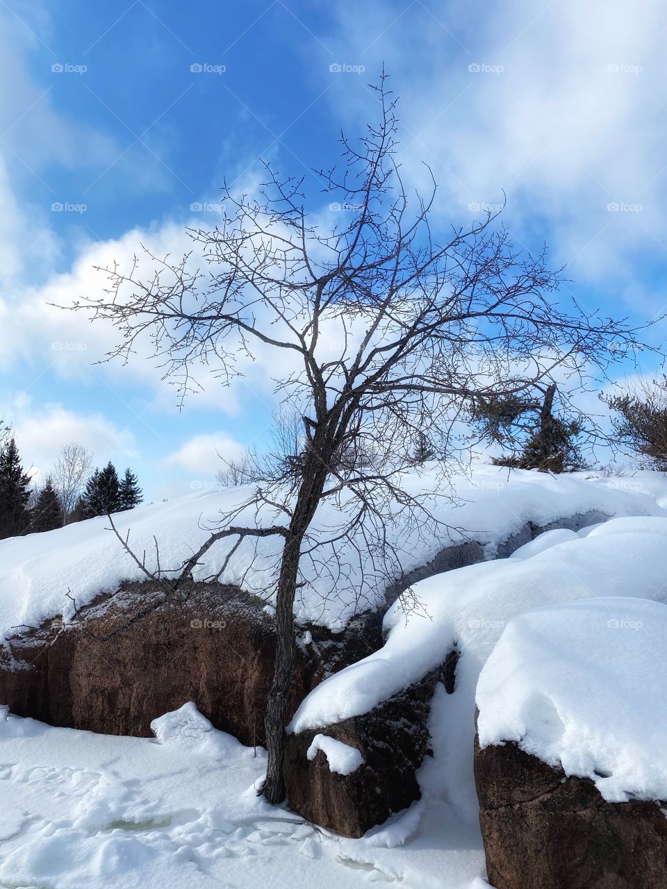 Tree in front of snow covered rocks 