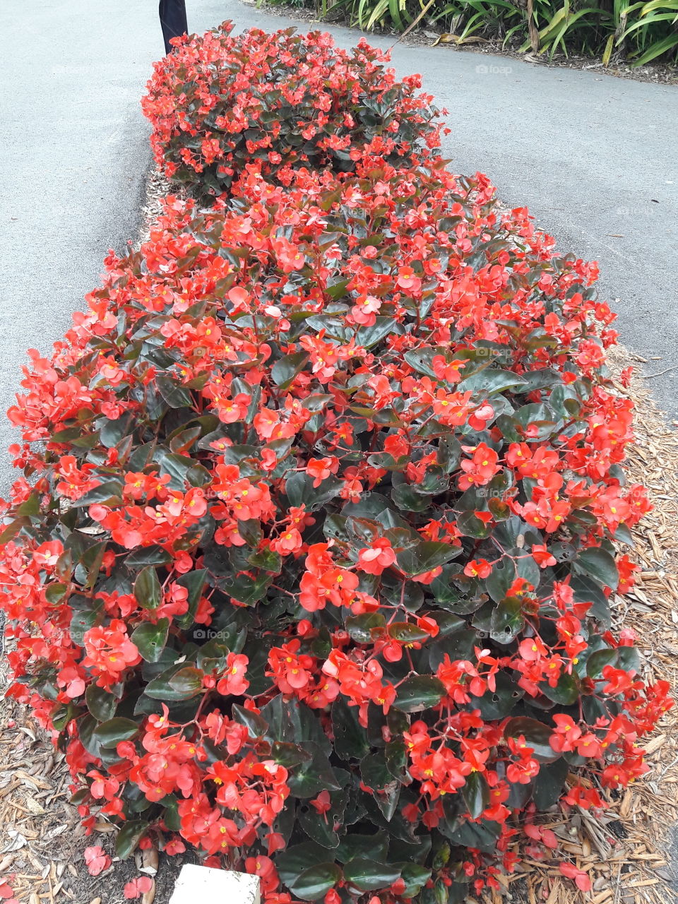 Red Geranium 