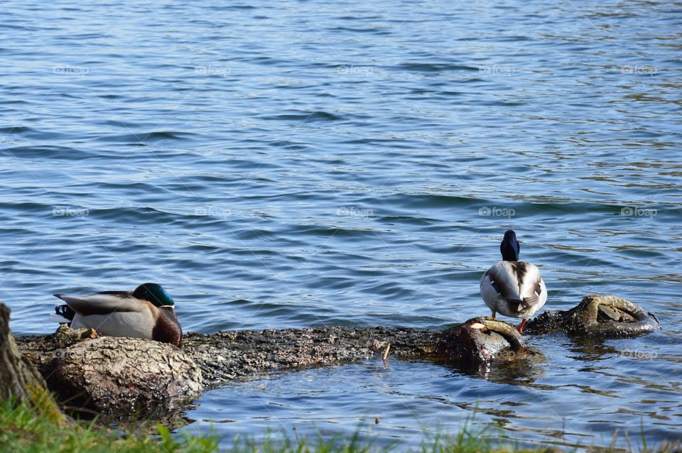 ducks warming up