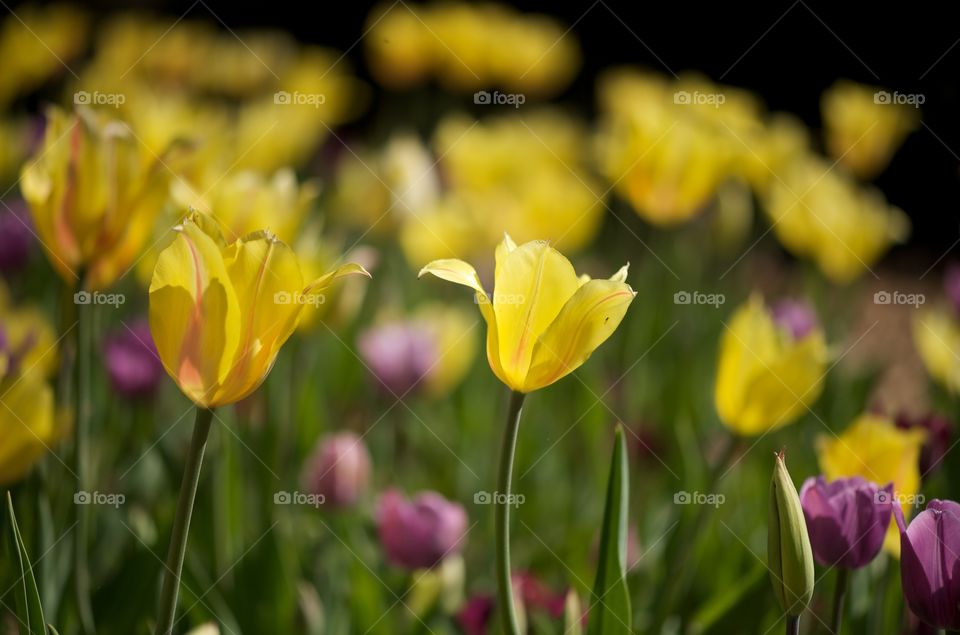 Yellow tulip field