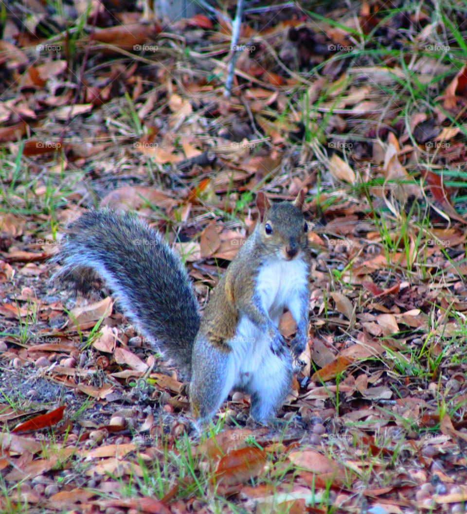 Squirrel looking for his buried nuts and seeds