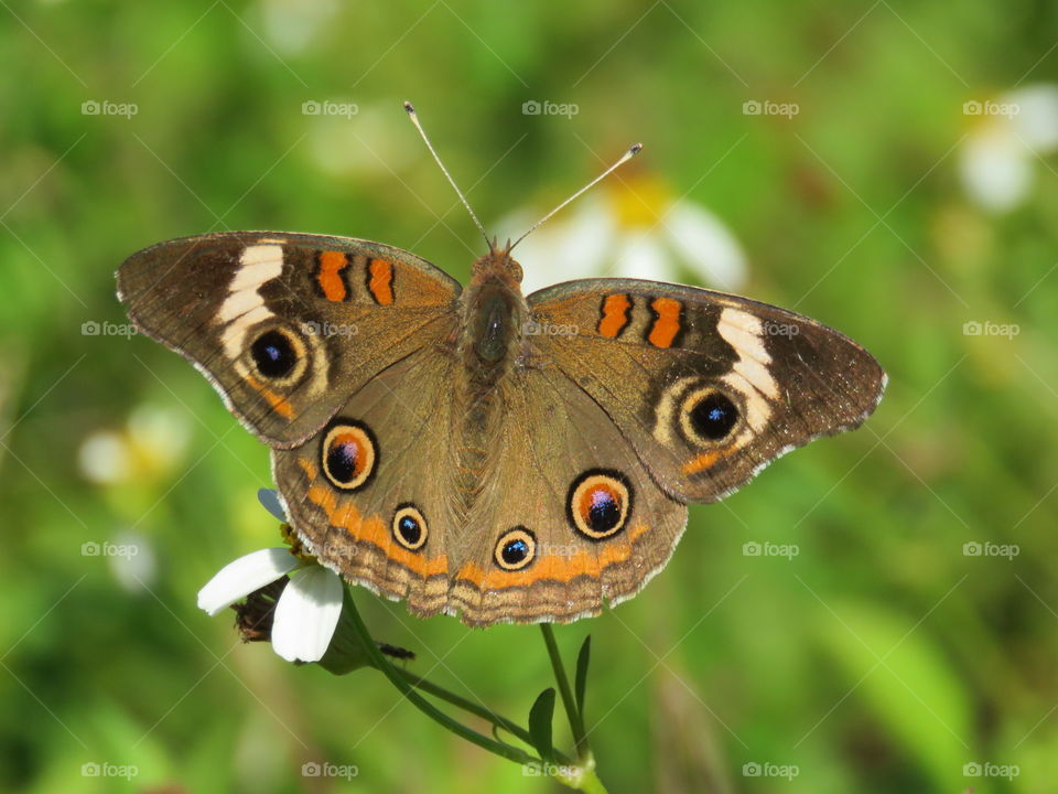 Common buckeye