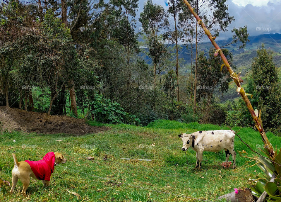 An encounter of nature